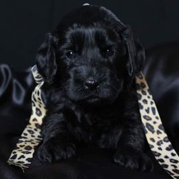 Australian Labradoodle Puppies from Shadow Pine Australian Labradoodles