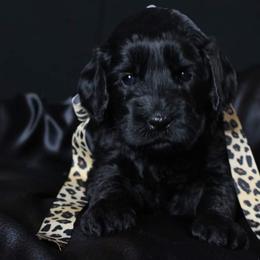 Australian Labradoodle Puppies from Shadow Pine Australian Labradoodles