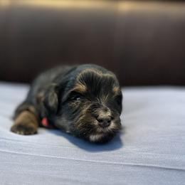 Red - Tri-color male Bernedoodle puppy in Casper, Wyoming from 307 Doodles
