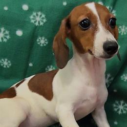 Green - Red female Dachshund puppy in Ridge, New York from Tracy's Puppy Club