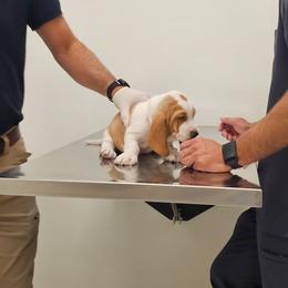 Orange boy - Lemon and white male Basset Hound puppy in Foley, Alabama from Jubilee Basset Hounds