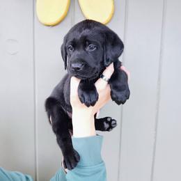 Labrador Retriever Puppies from Western Valley Retrievers