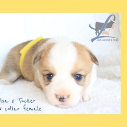 Yellow female. - White and red female Pembroke Welsh Corgi puppy in Wayne City, Illinois from Lash Livestock & Corgis