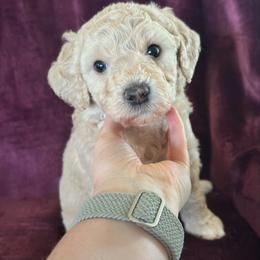 Tourmaline - Cream female Goldendoodle puppy in Morriston, Florida from Florida's Joyful Goldendoodles