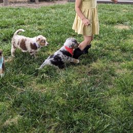 Australian Shepherd Puppies from Hickory Pines farm