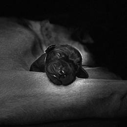 Great Dane Puppies from Janet Taylor's Great Danes