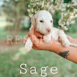 Goldendoodle Puppies from Glamorous Golden Doodles