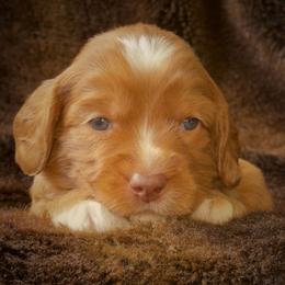 Napoleon - Caramel male Australian Labradoodle puppy in Stanwood, Washington from Victoria Creek Australian Labradoodles