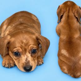 Pup 2 - 2500 - Dapple male Dachshund puppy in Williston, Florida from Teenie Weenie Dachshunds