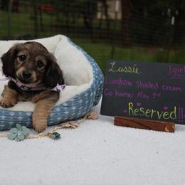 Lassie (Purple collar) - Cream female Dachshund puppy in Prospect, Oregon from Spunky Sausage Pups