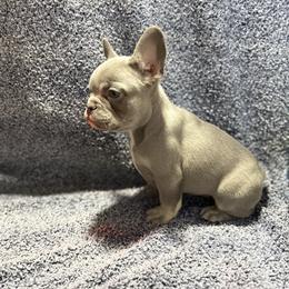 Finn - Tricolors male French Bulldog puppy in Minco, Oklahoma from Findley’s Furbabies