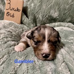 Gambler - Blue merle male Australian Shepherd puppy in Wisconsin Dells, Wisconsin from Nicara kennel