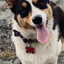 Pembroke Welsh Corgis from Camelot Corgis