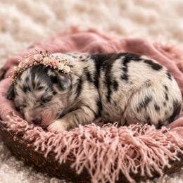 Martha - Blue merle female Australian Shepherd puppy in Nicholasville, Kentucky from Sugar Creek Aussies