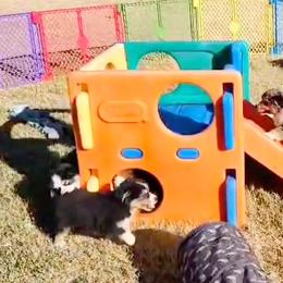 Australian Shepherd Puppies from Winsome Aussies
