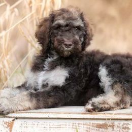 Poodles from Homestead West
