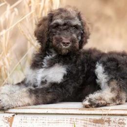 Poodles from Homestead West
