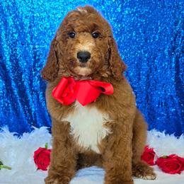 Charlie's Red Boy - Red  male Goldendoodle puppy in Kountze, Texas from Texas Doodles LLC