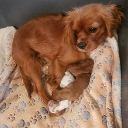 Mery Lou - Cavalier King Charles Spaniel
