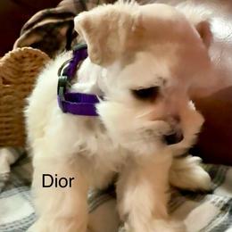 Dior - Wheaten female Miniature Schnauzer puppy in Byron, Georgia from Smilee Schnauzers