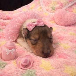 Praline - Sable and white female Collie puppy in Carencro, Louisiana from Cajun Bayou's Collies LLC