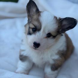 Olive (Magnolia) - Red female Pembroke Welsh Corgi puppy in Fairchild, Wisconsin from Reigning Corgis