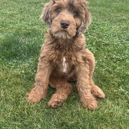 Stefan - Merle male Whoodle puppy in Gilbert, Arizona from Gilbert Bernedoodles & Whoodles