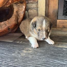 Sable Boy 3 - Sable and white male Shetland Sheepdog puppy in Shirley, Arkansas from Lucky Pups