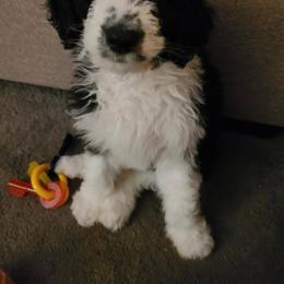 Goldendoodle, Golden Retriever, and Sheepadoodle Puppies from Guppy Puppies