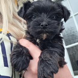 CKC Bella - Black and tan female Yorkshire Terrier puppy in West Enfield, Maine from GRIFFEY'S SPA AND KENNEL