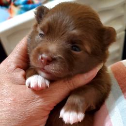 Lilly - Chocolate sable female Pomeranian puppy in Forsyth, Illinois from Amazing Grace Pomeranians