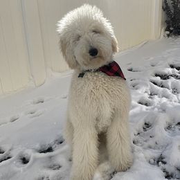 Rookie - Goldendoodle