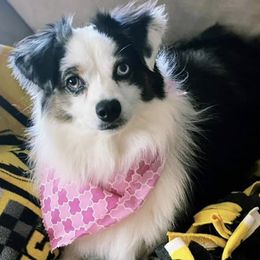 Miniature Australian Shepherds and Toy Australian Shepherds from SF Toy & Miniature Aussie’s