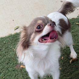 Pixie - Chocolate blue female Chihuahua puppy in Newport Beach, California from Exotic City Pomeranians and chihuahuas
