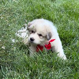 Miss Red - White and badger female Great Pyrenees puppy in Idaho from Portneuf Range Pyrenees