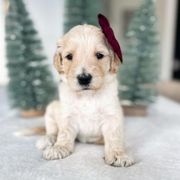 Cabbage Patch - Cream female Goldendoodle puppy in Sterling, Illinois from Charley's Goldendoodles