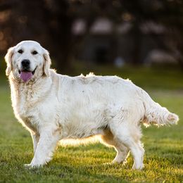 Kulau - Light golden female Golden Retriever puppy in Waco, Texas from Coconut Cream Goldens