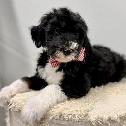 Elf - Tri-color male Bernedoodle puppy in Hegins, Pennsylvania from Bubbling Springs Doodles, LLC