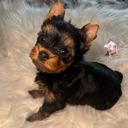 Rocky - Black and gold male Yorkshire Terrier puppy in Riverside, California from Heaven_sent_toy_yorkies