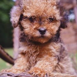 Teddy Bear-Miss Caroline - female Bernedoodle puppy in Paoli, Indiana from Brambleberry Doodles