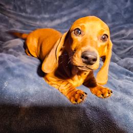 Boy 4 - male Dachshund puppy in San Mateo, California from Wildwood Champion Miniature Dachshunds