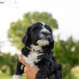Assorted Doodle Crosses, Bernedoodle, and Goldendoodle Puppies from Down Country Doodles