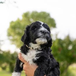 Assorted Doodle Crosses, Bernedoodle, and Goldendoodle Puppies from Down Country Doodles