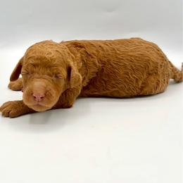 Pixie - Apricot female Goldendoodle puppy in Mount Pleasant, Tennessee from Doodle My Heart