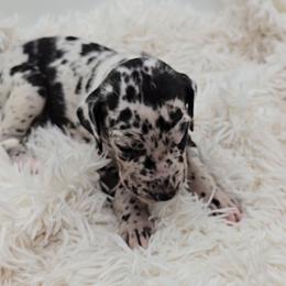 Jack - Harlequin male Great Dane puppy in Caldwell, Idaho from Miner's Dynamic Danes
