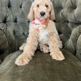 Roger - Caramel male Australian Labradoodle puppy in Leonard, Texas from Laird Farms