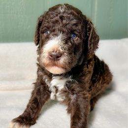 Clark - Chocolate male Goldendoodle puppy in Osage City, Kansas from Golden Ridge Goldens