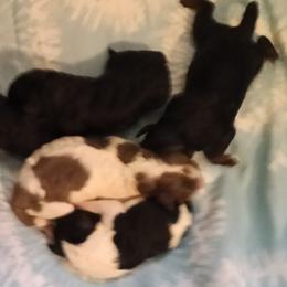 Boy one - Parti male Poodle puppy in East Providence, Rhode Island from Marta's Cavaliers