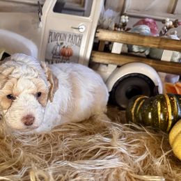 Dotty - Parti female Goldendoodle puppy in North Branch, Michigan from Graceful Miniature Goldendoodles