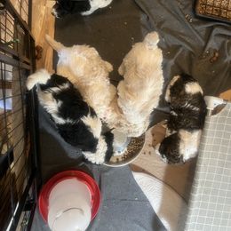 Australian Cattle Dog and Poodle Puppies from Hernwood Heelers & Poodles